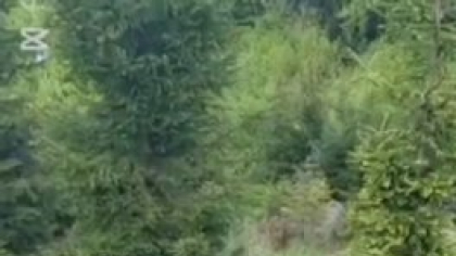 Intervenție emoționantă. O căprioară prinsă într-o plasă a fost salvată de jandarmii montani