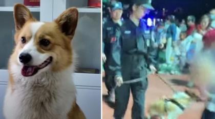 Primul câine polițist Corgi din China a fost filmat în timp ce fură cârnăciorul unui copil, chiar în timpul serviciului