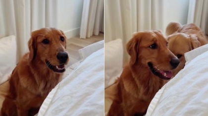 Acest Golden Retriever are un mod unic de comunicare cu stăpâna lui: „Exact așa mă comport și eu când mi-e foame”