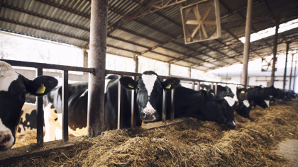 Temperaturile crescute, factor de stres pentru animale. Ce recomandă veterinarii