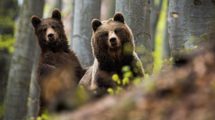 Un arădean a luat doi pui de urs din pădure și i-a ținut acasă luni de zile. Bărbatul a fost reținut