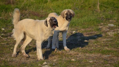 Tânăr de 21 de ani, sfâșiat de câinii de la o stână din Munții Făgăraș. Avertismentul cabanierilor pentru turiști