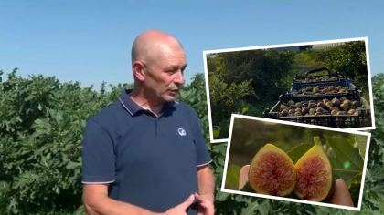 Un fermier din Buzău a înființat o livadă cu smochini și vinde fructele la 30 de lei/kg. Vezi care este povestea lui de succes