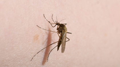 Epidemii de boli tropicale se răspândesc în Europa odată cu migrarea țânțarilor spre nord