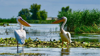 Delta Dunării – locul unde natura întâlnește aventura