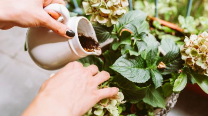 Modul corect de folosire a zațului de cafea pentru fertilizarea grădinii. De ce e bun ca îngrășământ pentru flori, gazon și legume