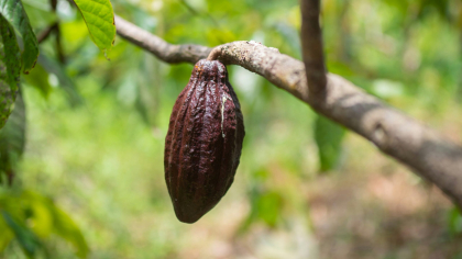 Piața mondială de cacao intră în declin: prețurile ating cel mai mic nivel din ultimii doi ani