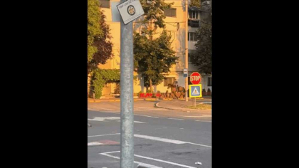Scenă de film western pe străzile unui oraș din Moldova. Polițiștii au urmărit un bărbat călare. Ce prevede legea