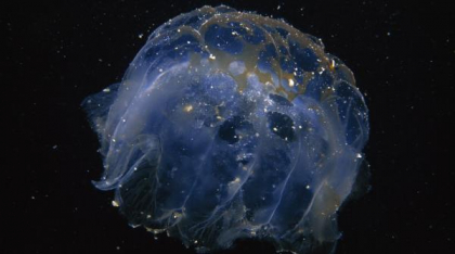 O meduză gigantică, de mărimea unei clădiri cu zece etaje, uimește oamenii de știință