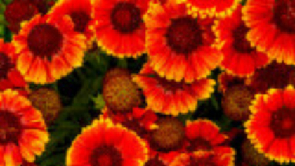 Gaillardia, Roata de Foc: Cum să creezi un decor spectaculos de toamnă