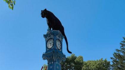 Val de meme-uri și glume pe internet cu pantera neagră în România: „Felina mănâncă mici la o terasă”. DSU: E sigură treaba asta? Nu-i pisica lui vecinu’?