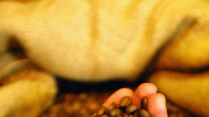 Îmbătrânirea poate fi încetinită de cafeină. Aceasta poate să activeze un „comutator celular”