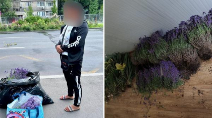 O femeie a fost prinsă de 2 ori într-o oră la furat de lavandă în Bucureşti: "În 20 de ani, nimeni nu m-a prins"