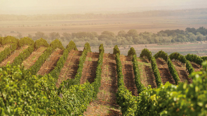 Povestea bursieră a zilei WINE de unde nu se aştepta nimeni: acţiunile cramelor Purcari rămân fără cumpărători după un salt de 25% pe fondul unei anunţ surpriză de dobândire a controlului. În rest, Banca Transilvania, lider pe lichiditate. BET, minus 0,25% pe volume reduse