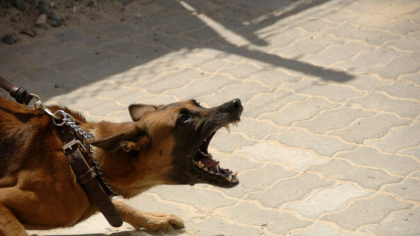 Primul caz de deces provocat de rabie în România după 13 ani. Bărbat din Iași, ucis de un câine fără stăpân