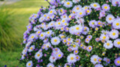 Aster, Floarea Stelei – Cum se îngrijește una dintre cele mai populare plante de toamnă. Idei pentru o grădină colorată