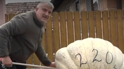 O familie din Mureș a crescut un dovleac de peste 200 de kilograme: l-a udat cu 500 de litri de apă pe zi