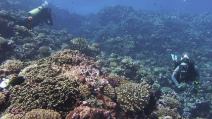 O parte dintre coralii Pacificului sfidează logica schimbărilor climatice: supraviețuiesc grație unui factor care distruge celelalte recife