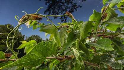 Insecte misterioase în București: Cât de periculoase pot deveni