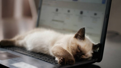 Motivul pentru care pisica se întinde pe tastatura laptopului. Ce mesaj încearcă să transmită