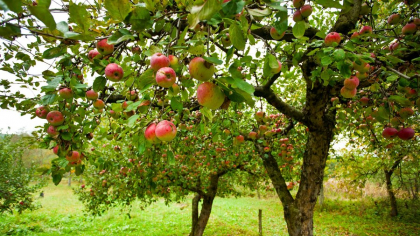 Cu ce trebuie stropiți pomii fructiferi în luna iunie? E un tratament natural și vechi, dar de ajutor