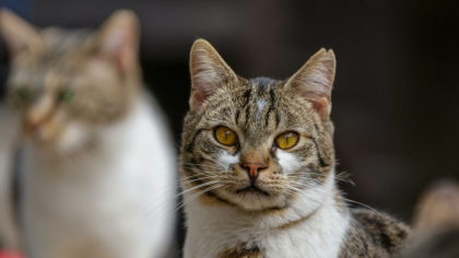 Animalele de companie din Israel pot intra în România fără microcip sau vaccin antirabic