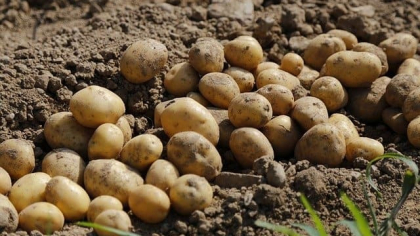 Cu cât a ajuns să se vândă kilogramul de cartofi în piețe, după un sezon secetos: „Trec pe lângă ei și mă uit, doar mă uit”