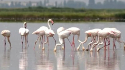 Acest lucru nu s-a mai întâmplat niciodată. Stoluri de flamingi atacă orezăriile dintr-o țară europeană, fermierii sunt disperați