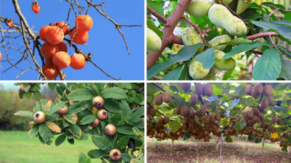Ce fructe exotice pot fi cultivate și în România. Pe listă, un fruct originar din China