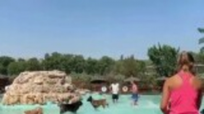 Valuri de bucurie pentru blănoși. Parc acvatic dedicat câinilor, la Barcelona