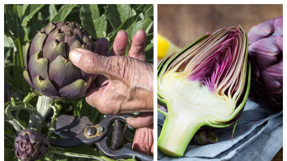 Leguma violet care este atât de rară încât oamenii au început să vândă falsuri. Ce gust are și de unde poate fi cumpărată