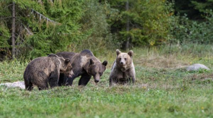 Oamenii din Vrancea sunt terorizați de urși. Animalele intră în pensiuni și golesc frigiderele: „Rup gardurile, ușile. Sunt prea mulți”