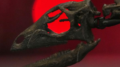 Și dinozaurii aveau câinii lor. Oamenii de știința au descoperit un dinozaur de mărimea unui labrador pe care l-au numit Enigmacursor