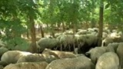 Focarul de variolă la oi și capre se extinde în țara noastră. Peste 3.000 de animale vor fi sacrificate în județul Olt