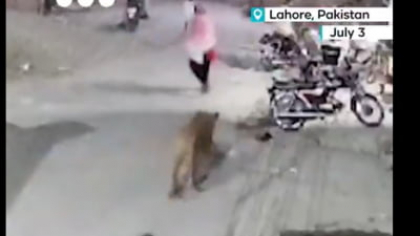 Un leu care a scăpat dintr-o fermă a atacat o femeie și doi copii pe stradă. Proprietarul animalului a fost arestat. Unde a avut loc incidentul VIDEO