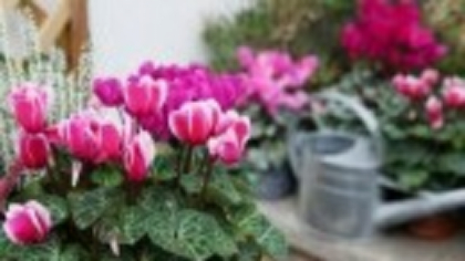 Cyclamen - sfaturi pentru flori delicate și sănătoase în grădina de toamnă