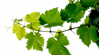 La ce distanță trebuie plantată vița de vie față de gard. Regula pe care mulți o ignoră