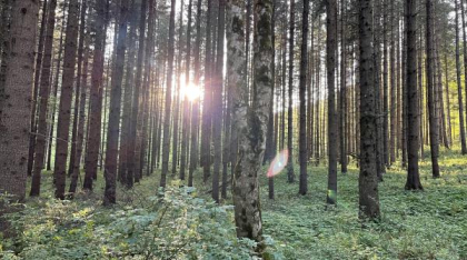 Tangaj Production începe filmările scurtmetrajului „Pânda”, regizat de Radu Muntean, parte din proiectul de digitalizare realizat cu sprijinul PNRR
