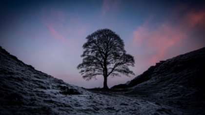 Dreptate pentru "Sycamore Gap", cel mai iubit arbore din Anglia. Vandalii care l-au tăiat, condamnați la închisoare FOTO