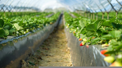 Vremea capricioasă a afectat producția de căpșuni. „Este cel mai dificil an”
