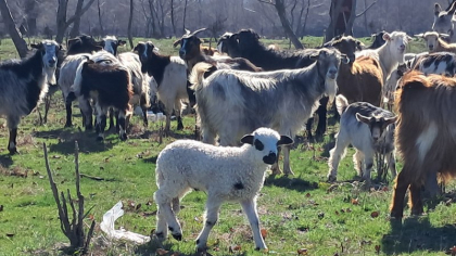 Variolă ovină în Olt. Mii de animale vor fi sacrificate. „Mediul poate rămâne contaminat pentru o perioadă lungă de timp”
