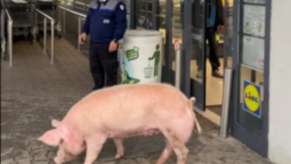 Un porc a încercat să intre cu forța într-un magazin Lidl: „Avem un porc aicea! Vorbesc serios, ce fac cu el?”