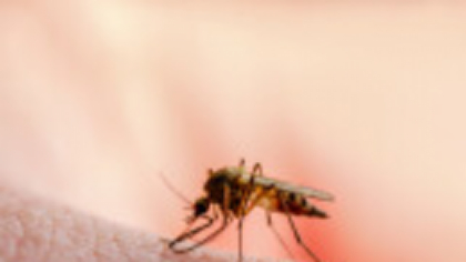 Un virus tropical transmis de țânțari stârnește îngrijorare într-o țară europeană vizitată de turiști