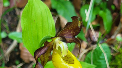 O foarte rară orhidee sălbatică a apărut într-o pădure din Parcul Natural Munții Maramureșului