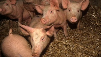 Pesta porcina africană, depistată în Arad la șase luni după închiderea ultimului focar. Peste 130 de animale au fost ucise