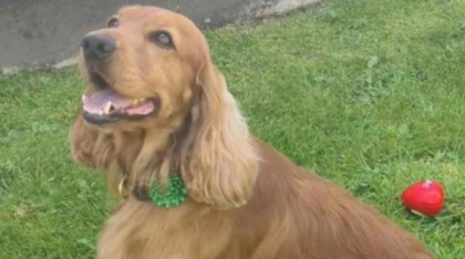 Bailey, câinele închis „pe viață” într-un penitenciar din Irlanda de Nord, a fost eliberat: „A fost un episod rușinos”