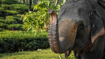 Un elefant a murit de herpes la o grădină zoologică din Germania