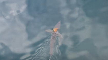 Imagini uluitoare în mijlocul oceanului: o caracatiță a călărit cel mai rapid rechin din lume