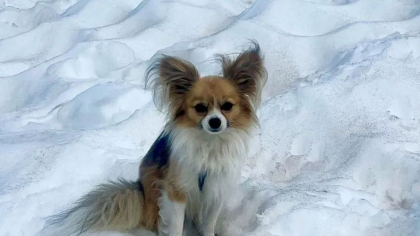 Un chihuahua și-a salvat stăpânul căzut într-o crevasă! Echipele de intervenție nu puteau acționa fără el