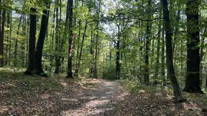 Puțini ieșeni știu asta! Acesta este locul misterios din pădurea Bârnova, care ascunde ruine vechi de 600 de ani. Iată cum poți ajunge la acest muzeu unic în aer liber